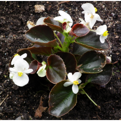 begonia coktail feuille...