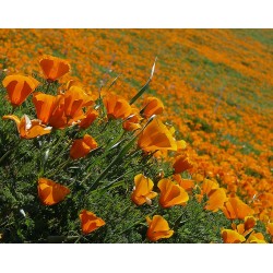 Pavot de Californie orange