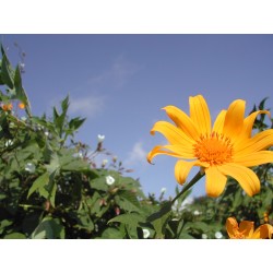 tithonia speciosa...
