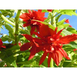 Begonia Scarlet