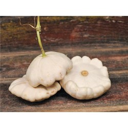 Patisson orange ou blanc