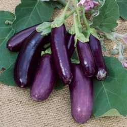 Type barbentane (violette...