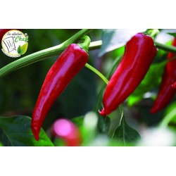 Piment peu fort gorria...