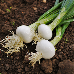 oignon blanc (plants)