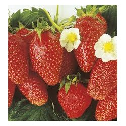 Fraisier variété Cirafine