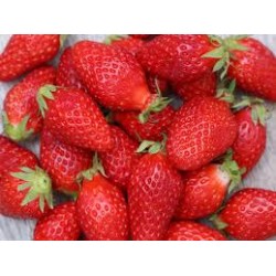 Fraisier variété Gariguette...