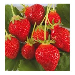 Fraisier Mara des bois (lot...