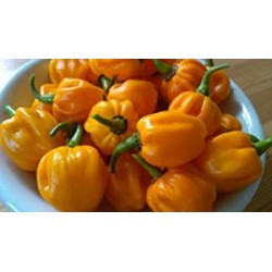 Piment fort Habanero orange