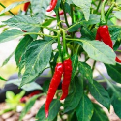 Piment fort Cayenne