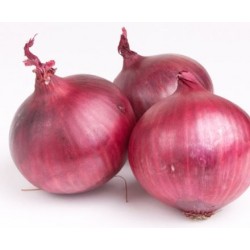 oignon rouge (plants)