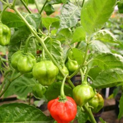 Piment fort antillais...