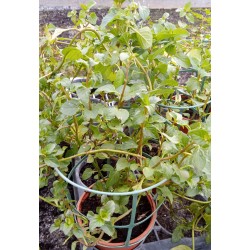 Menthe basilic