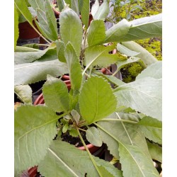 Menthe coq