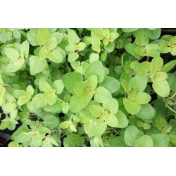 Origan golden