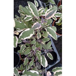 Sauge officinale tricolore