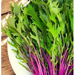 Mizuna violet (lot de 6)
