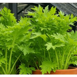 Chou wasabino (lot de 6)