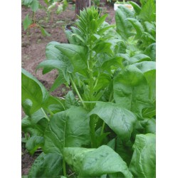 Epinard (lot de 12)