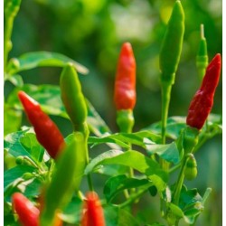 Piment fort Oiseau