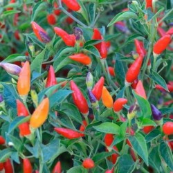 Piment fort Ordono