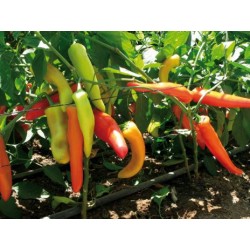 Piment fort Hungarian hot wax