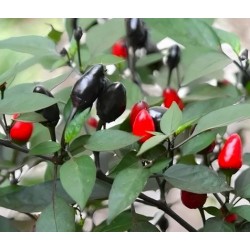 Piment fort Black Namaqualand