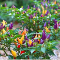 Piment fort Bolivian Rainbow