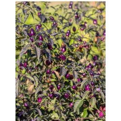 Piment fort Purple Delight