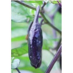 Piment fort Variegata