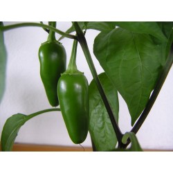Piment fort Jalapeno
