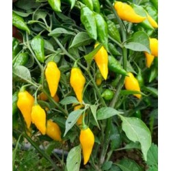 Piment fort Lemon Chile