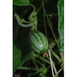 Cucamelon