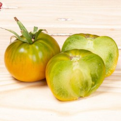 Dorothy green (jaune)